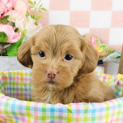 Casper/Lhasa-Poo									Puppy/Male	/7 Weeks,Meet your new BFF, Casper! This adorable Lhasa-Poo puppy is vet checked & up to date on shots & wormer. He can be registered, plus comes with a health guarantee provided by the breeder! Casper is well socialized & currently being family raised with children!