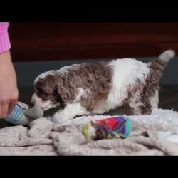 Emmett/Cockapoo									Puppy/Male	/7 Weeks,Introducing an adorable F1 Cockapoo named Emmett! This boy is the definition of sweet and lovable—always ready to greet people with tail wags and snuggles. He has a playful side too, especially when there’s a toy involved or a new spot to explore. With his soft, wavy coat and warm eyes, he knows exactly how to melt hearts. Whether it’s joining in on adventures or curling up for a cozy nap, this little one may just be the perfect little sidekick for your family!