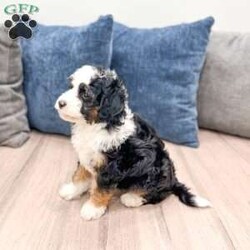 Jessabelle/Mini Sheepadoodle									Puppy/Female	/8 Weeks,Meet Jessabelle! This sweet and adorable F1B Mini Sheepadoodle is looking for a forever family!