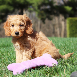Adopt a dog:Sammy/Goldendoodle/Female/January 17, 2026,Hi, I'm Sammy! I'm a 9-week-old male Goldendoodle. My dad is a Poodle and my mom is a Goldendoodle. I have a beautiful apricot coat, and I was born on January 17. I'll be ready to go home to my forever family after March 14, once I'm grown enough to leave my litter. One puppy kiss, and you'll never want to let me go, I just know it.