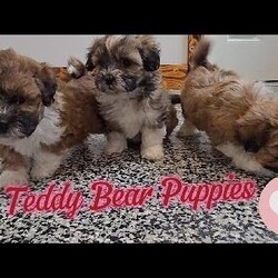Van/Teddy Bear									Puppy/Male	/12 Weeks,To contact the breeder about this puppy, click on the “View Breeder Info” tab above.