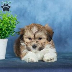 Van/Teddy Bear									Puppy/Male	/12 Weeks,To contact the breeder about this puppy, click on the “View Breeder Info” tab above.