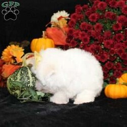 Jan/Bichon Frise									Puppy/Female	/34 Weeks,To contact the breeder about this puppy, click on the “View Breeder Info” tab above.