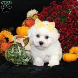 Jan/Bichon Frise									Puppy/Female	/34 Weeks,To contact the breeder about this puppy, click on the “View Breeder Info” tab above.