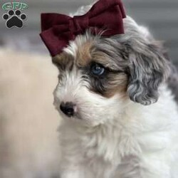 Dot/Mini Bernedoodle									Puppy/Female	/7 Weeks,Meet Dot! These beautiful babies are being well loved and pre spoiled, waiting for their forever home. We are guessing they will be under 30lbs full grown and will make a great addition to any home. They will be up to date on dewormer and puppy vaccinations and vet appointments. They will come microchipped with a tag and all of their up to date paperwork and current dog food in a goody bag to take home. We require a deposit via venmo to hold your puppy. You can come pick your puppy up at our office or we are able to ship for a seperate fee! Reach out via text, call, or email! 