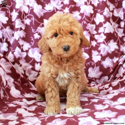 Tessa/Mini Goldendoodle									Puppy/Female	/December 15th, 2025,Meet your new BFF, Tessa! This super cute Mini Goldendoodle puppy is vet checked & up to date on shots & wormer, plus comes with a health guarantee provided by the breeder! Tessa is well socialized & can’t wait to join in on all the fun at your place!