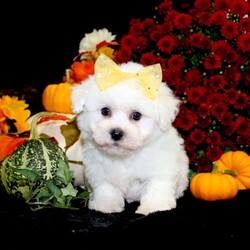 Jan/Bichon Frise									Puppy/Female	/34 Weeks,To contact the breeder about this puppy, click on the “View Breeder Info” tab above.