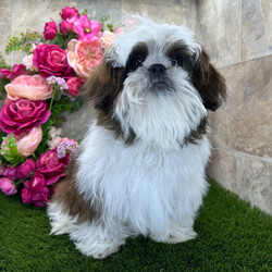 Adopt a dog:Vixen/Shih Tzu/Female/October 19, 2025,Hi, I'm Vixen! I'm a 22-week-old male Shih Tzu with a beautiful brindle & white coat, born on October 19. I am ready now to plan my trip to my forever family. Once I reach my adult size, I'm expected to weigh between 8–12 lbs. I'm AKC registered. I will fill your home with love, laughter, and puppy snuggles.