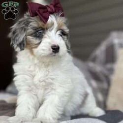 Dot/Mini Bernedoodle									Puppy/Female	/7 Weeks,Meet Dot! These beautiful babies are being well loved and pre spoiled, waiting for their forever home. We are guessing they will be under 30lbs full grown and will make a great addition to any home. They will be up to date on dewormer and puppy vaccinations and vet appointments. They will come microchipped with a tag and all of their up to date paperwork and current dog food in a goody bag to take home. We require a deposit via venmo to hold your puppy. You can come pick your puppy up at our office or we are able to ship for a seperate fee! Reach out via text, call, or email! 