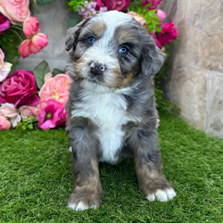 Adopt a dog:Honey/Bernedoodle/Female/February 2, 2026,Hi, I'm Honey! I'm a 7-week-old female Bernedoodle. My dad is a Bernedoodle and my mom is a Bernedoodle. I have a beautiful blue merle, white & tan coat, and I was born on February 2. I'll be ready to go home to my forever family after April 6, once I'm grown enough to leave my litter. I'm CKC registered. My goal in life is to keep your lap warm and your heart full.