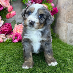 Adopt a dog:Honey/Bernedoodle/Female/February 2, 2026,Hi, I'm Honey! I'm a 7-week-old female Bernedoodle. My dad is a Bernedoodle and my mom is a Bernedoodle. I have a beautiful blue merle, white & tan coat, and I was born on February 2. I'll be ready to go home to my forever family after April 6, once I'm grown enough to leave my litter. I'm CKC registered. My goal in life is to keep your lap warm and your heart full.