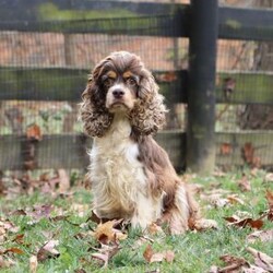 Emmett/Cockapoo									Puppy/Male	/7 Weeks,Introducing an adorable F1 Cockapoo named Emmett! This boy is the definition of sweet and lovable—always ready to greet people with tail wags and snuggles. He has a playful side too, especially when there’s a toy involved or a new spot to explore. With his soft, wavy coat and warm eyes, he knows exactly how to melt hearts. Whether it’s joining in on adventures or curling up for a cozy nap, this little one may just be the perfect little sidekick for your family!