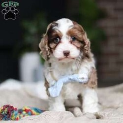 Emmett/Cockapoo									Puppy/Male	/7 Weeks,Introducing an adorable F1 Cockapoo named Emmett! This boy is the definition of sweet and lovable—always ready to greet people with tail wags and snuggles. He has a playful side too, especially when there’s a toy involved or a new spot to explore. With his soft, wavy coat and warm eyes, he knows exactly how to melt hearts. Whether it’s joining in on adventures or curling up for a cozy nap, this little one may just be the perfect little sidekick for your family!