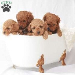 Maverick/Toy Poodle									Puppy/Male	/February 8th, 2026,Meet Maverick! An adorable Easter puppy! Pictures are cute, but they don’t do justice! He is a playful cuddly ball of fur with a gorgeous deep red coat. He has a fun loving personality that makes him a very playful puppy. He is being well taken care of in our house till he can find his new family. His mom is around 9 pounds, and his dad 5 pounds. He will come to you fully vaccinated and dewormed. He will also be microchipped! I send a bag of puppy food he’s currently on as well as a folder of papers along home with you. I aim to make the adoption process as smooth as possible for you, and if you have any questions don’t hesitate to reach out to me!