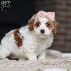 Daisy/Cockapoo									Puppy/Female	/11 Weeks,Meet the most darling F1B Cockapoo named Daisy! This girl is the definition of sweet and lovable—always ready to greet people with tail wags and snuggles. She has a playful side too, especially when there’s a toy involved or a new spot to explore. With her soft, wavy coat and warm eyes, she knows exactly how to melt hearts. Whether it’s joining in on adventures or curling up for a cozy nap, this little one may just be the perfect little sidekick for your family!