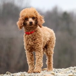 Brielle/Cavapoo									Puppy/Female	/6 Weeks,Meet Brielle—your soon-to-be best friend! This darling Cavapoo puppy is full of sweetness, charm, and a whole lot of love. With her soft, fluffy coat, bright curious eyes, and irresistible little face, she’s sure to capture your heart instantly. Brielle adores attention and spends her days happily playing, exploring, and snuggling up for cozy naps. Her affectionate, cheerful personality makes her the perfect companion, and she’ll gladly follow you wherever you go, always ready to share love and cuddles. If you’re searching for a loyal, playful pup to fill your home with joy, Brielle could be the perfect match!