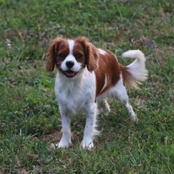 Brody/Cavapoo									Puppy/Male	/February 10th, 2026,Brody is doing Fabulous, Very playful, Socialized and ready for his forever home, Call, Text or Email to schedule a meet, You can schedule a meeting here at our home or Virtually via Facetime or Google meet.