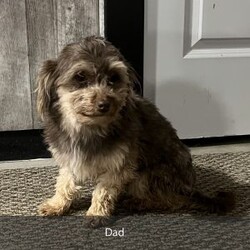 Max/Havanese									Puppy/Male	/9 Weeks,Hello there! I’m Max a beautiful Chocolate Havanese puppy! These puppies have a Mom that weighs around 11 pounds and Dad weighs around 12 pounds! Max is the perfect addition to any family. Don’t miss the opportunity to bring home this delightful Havanese puppy! I’m well socialized with children and ready to fit into your family! I would love to fill your home with all of my  puppy love! I have been vet checked, microchipped and I am up to date on vaccinations and dewormings and will come with a one year genetic health guarantee. Call or text anytime to make me the newest addition to your family and get ready to spend a lifetime of tail wagging fun! 