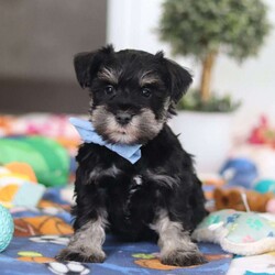 Dylan/Miniature Schnauzer									Puppy/Male	/10 Weeks,Meet Dylan—the little AKC Miniature Schnauzer with a big personality and an even bigger heart! This handsome Schnauzer is full of charm, from his expressive eyes to that classic look everyone loves.