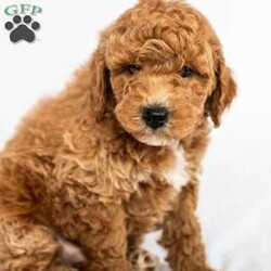 Daffodil/Miniature Poodle									Puppy/Male	/February 3rd, 2026,Meet Daffodil and AKC registered mini poodle. Spring is a wonderful time to add a fluffy little friend to your family. Daffodil is a calm cuddly puppy. He is microchipped, up to date on wormer, flea and tick control. Vaccinated and checked by our veterinarian. He is also family raised in our home. Your new puppy comes with a leash, collar, and a starter baggie of puppy food. Call us today to take home your new best friend.