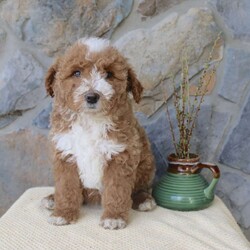 Jewel/Mini Aussiedoodle									Puppy/Female	/13 Weeks,Say hello to this adorable Mini-Aussiedoodle puppy! The mother, Angie is also a Mini-Aussiedoodle and the father, Ranger is a Mini-Poodle! Each puppy comes up to date on shots and dewormer, and is also vet checked. They also each come with a 30-day health guarantee. To learn more about our puppies, contact us today!