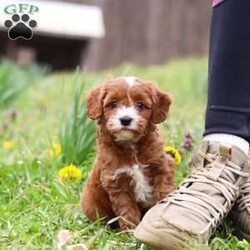 Mickey/Cavapoo									Puppy/Male	/7 Weeks,Introducing Mickey, a sweet little Cavapoo who is as lovable as they come! This darling boy is always ready to greet everyone with happy tail wags and cozy snuggles. He has a playful side too—especially when there’s a toy to chase or a new place to explore. With his soft, wavy coat and warm, expressive eyes, Mickey has a way of melting hearts wherever he goes. Whether he’s tagging along on little adventures or curling up for a peaceful nap, he’s the perfect tiny companion to bring love and joy into your home.
