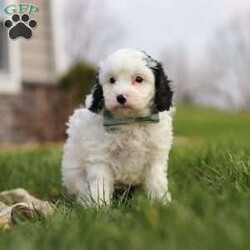 Mason/Cavapoo									Puppy/Male	/7 Weeks,Hi, I’m Mason! I’m a tiny bundle full of love and curiosity. I’m a F1 Cavapoo with the sweetest little face and the softest coat—perfect for cozy snuggles by the fireplace. I’m full of energy but gentle at heart, and I love spreading joy wherever I go. Every little adventure feels like a celebration to me! With my loving personality, I’m sure to brighten any home. I’m eager to learn, I love being around people, and I’ll quickly become your loyal best friend who fits right into your heart and home.