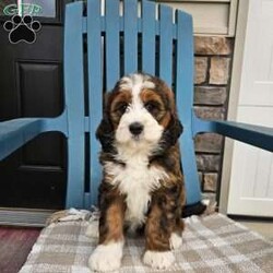 Carter/Bernedoodle									Puppy/Male	/8 Weeks,Carter is a handsome an loving bernedoodle he is very well socialized an loves to play with our children.he is up to date on vaccines an dewormer,he is vet checked an micro chipped an comes with a 1 year genetic health guarantee.call today to make him yours!