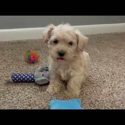 Stacey/Westiepoo									Puppy/Female	/9 Weeks,These lovable Westiepoo puppies are searching for caring, loving homes where they will be treasured companions. Raised in a nurturing environment, they are well socialized and used to daily interaction, making them friendly, confident, and eager to be around people. Their sweet, playful personalities and adorable appearance make them hard to resist.