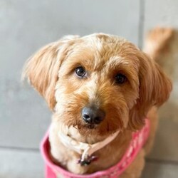 Austin/Mini Goldendoodle									Puppy/Male	/8 Weeks,Hello, my name is Austin, and i’m an adorable little mini golden doodle! I’m playful and sweet! I love to snuggle and give kisses! Me and my siblings love to spend time playing and napping in the living room! I will be ready for my new and loving home April 2 and I will be up to date with deworming and my first shot! I come with record of this, a sample of food, a security blanket, and a toy! Will you adopt me?