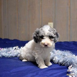 Pebbles/Cockapoo									Puppy/Female	/December 1st, 2025,Pebbles is a playful Cockapoo puppy with a sweet disposition. This cutie-pie is socialized, family raised with children, and ready to meet you! Pebbles has been seen by a vet and is up to date on shots and de-wormer, plus comes home with a health guarantee provided by the breeder.