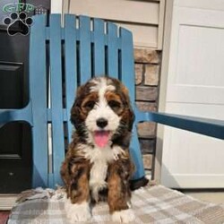 Carter/Bernedoodle									Puppy/Male	/8 Weeks,Carter is a handsome an loving bernedoodle he is very well socialized an loves to play with our children.he is up to date on vaccines an dewormer,he is vet checked an micro chipped an comes with a 1 year genetic health guarantee.call today to make him yours!