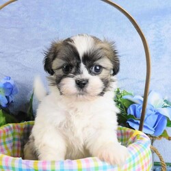 Bruiser/Shih Tzu									Puppy/Male	/10 Weeks,Meet Bruiser! This adorable Shih Tzu puppy is vet checked & up to date on shots & wormer. He can be registered with the ACA, plus comes with a health guarantee provided by the breeder! Bruiser is well socialized & currently being family raised with children, making him a perfect addition to your family home!