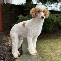 Chloe/Cockapoo									Puppy/Female	/10 Weeks,Meet Chloe, an adorable Cockapoo puppy with a beautiful, fluffy coat and an outgoing personality that’s impossible to resist! She loves being around people and is always ready for playtime, cuddles, or tagging along on your daily adventures. Chloe’s cheerful, friendly nature makes her a wonderful companion for families, couples, or individuals alike.