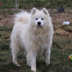 Leo/Samoyed									Puppy/Male	/8 Weeks,Meet Leo, a stunning Samoyed puppy with a bright personality and a heart full of love! With his fluffy white coat, sparkling eyes, and signature Samoyed smile, this handsome little guy is sure to capture attention wherever he goes.