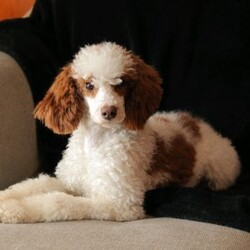 Daffodil/Miniature Poodle									Puppy/Male	/February 3rd, 2026,Meet Daffodil and AKC registered mini poodle. Spring is a wonderful time to add a fluffy little friend to your family. Daffodil is a calm cuddly puppy. He is microchipped, up to date on wormer, flea and tick control. Vaccinated and checked by our veterinarian. He is also family raised in our home. Your new puppy comes with a leash, collar, and a starter baggie of puppy food. Call us today to take home your new best friend.
