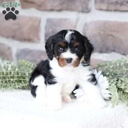 Navy/Cavapoo									Puppy/Female	/February 15th, 2026,Navy the Cavapoo, call, text or email to schedule a meet, she will grow to around 15 pounds with a beautiful non shed coat
