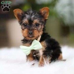 Trevor/Yorkie									Puppy/Male	/14 Weeks,Meet Trevor, the most darling little ACA Yorkshire Terrier you’ll ever encounter! With his soft, black & tan coat and twinkling eyes, she’s a picture of pure charm. He boasts a spunky yet sweet personality, he loves cozy snuggles as much as he does active play sessions. Yorkies are often described as loyal, intelligent and feisty dogs; despite their tiny size, they have big personalities and tend to steal the spotlight with their confident demeanor. He is the perfect blend of affection and sass, making his an irresistible companion for anyone lucky enough to welcome his into their home!
