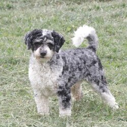 Navy/Cavapoo									Puppy/Female	/February 15th, 2026,Navy the Cavapoo, call, text or email to schedule a meet, she will grow to around 15 pounds with a beautiful non shed coat
