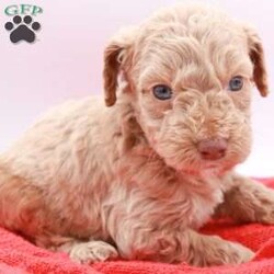 Charlie/Mini Labradoodle									Puppy/Male	/5 Weeks,Hello! We have a few beautiful mini labradoodle puppies available. Theybwill be about 20-25lbs. They will come fully vet checked, utd on shots and health guarantee! Pre loved and spoiled is a promise!! Ready to go home April 25. If you decide you want to reserve one I’ll send you a contract and we can move forward. I’m in Lexington park md willing to travel for a fee. 