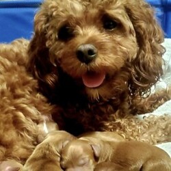 Jenny/Cavapoo									Puppy/Female	/8 Weeks,Watch out for this girl– she’ll have you wrapped around her little paw in a heartbeat! Playful as she is pretty, this baby doll loves to cuddle on your lap after a good day of fun in the sun! Jenny will do well one on one, with a couple, or in a family of any size, especially one looking for a sweet little pup who’s looking to love and be loved!