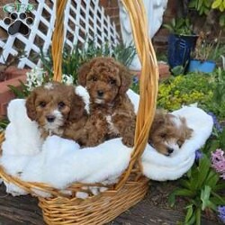 Jenny/Cavapoo									Puppy/Female	/8 Weeks,Watch out for this girl– she’ll have you wrapped around her little paw in a heartbeat! Playful as she is pretty, this baby doll loves to cuddle on your lap after a good day of fun in the sun! Jenny will do well one on one, with a couple, or in a family of any size, especially one looking for a sweet little pup who’s looking to love and be loved!