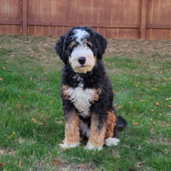 Jocie/Mini Bernedoodle									Puppy/Female	/11 Weeks,Jocie is a lovable and fun Miniature Bernedoodle puppy who will be the sweetest addition to her forever family! This precious girl is friendly, well socialized, and family raised. She comes home with a 30 day health guarantee as well as an extended genetic health guarantee, both provided by the breeder. Jocie has been seen by a vet and is up to date on shots and de-wormer. This cutie-pie is ready to meet you!