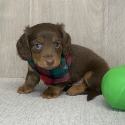 Adopt a dog:Adkin//Female/February 7, 2026,Hi, I'm Adkin! I'm an 8-week-old male Dachshund with a beautiful chocolate & tan coat, born on February 7. I'll be ready to go home to my forever family after April 4, once I'm grown enough to leave my litter. I'm AKC registered. My puppy eyes are ready to melt your heart.