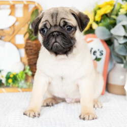 Adopt a dog:Benjamin//Female/January 14, 2026,Hi, I'm Benjamin! I'm a 12-week-old male Pug with a beautiful fawn coat, born on January 14. I am ready now to plan my trip to my forever family. Once I reach my adult size, I'm expected to weigh between 16–20 lbs. I'm AKC registered. My vet says I'm growing strong and healthy, just waiting to play with my forever family.