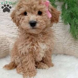 Willow/Bich-Poo									Puppy/Female	/8 Weeks,Meet Willow! An adorable Bichpoo puppy! She loves cuddles and all the attention! And is up to date on vaccines, and deworming. She has had a clear vet check done. For more information call or text Mary Sue. A$200 deposit will reseve her and is nonrefundable. 