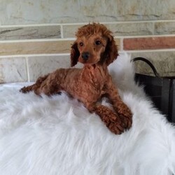 Willow/Bich-Poo									Puppy/Female	/8 Weeks,Meet Willow! An adorable Bichpoo puppy! She loves cuddles and all the attention! And is up to date on vaccines, and deworming. She has had a clear vet check done. For more information call or text Mary Sue. A$200 deposit will reseve her and is nonrefundable. 