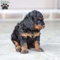 Reese/Cavapoo									Puppy/Female	/February 22nd, 2026,Reese is a sweetheart raised with the kind of love and care that a puppy needs for a great start in life! She also enjoys special diet for optimal health. Call, text or email to schedule your meet with this sweet girl! (we also offer facetime meetings)