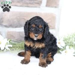 Reese/Cavapoo									Puppy/Female	/February 22nd, 2026,Reese is a sweetheart raised with the kind of love and care that a puppy needs for a great start in life! She also enjoys special diet for optimal health. Call, text or email to schedule your meet with this sweet girl! (we also offer facetime meetings)