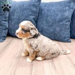 Niko/Mini Bernedoodle									Puppy/Male	/6 Weeks,Meet Niko! This sweet and adorable Mini Bernedoodle is looking for a forever family!